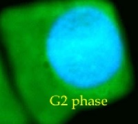 Goat anti-Rabbit IgG (H&L), DyLightŪ 488 conjugated in the group Secondary Antibodies / Anti-Rabbit / Fluorescent / DyLightŪ / DyLightŪ 488 at Agrisera AB (Antibodies for research) (AS09 633)